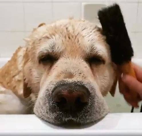 Wash & Groom Pet Brush