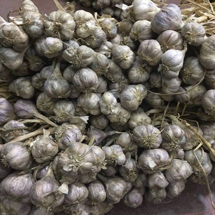 Purple Stripe Garlic 3.0oz Burlap and Barrel