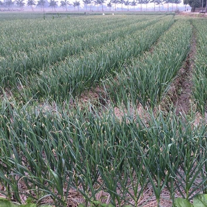 Purple Stripe Garlic 3.0oz Burlap and Barrel
