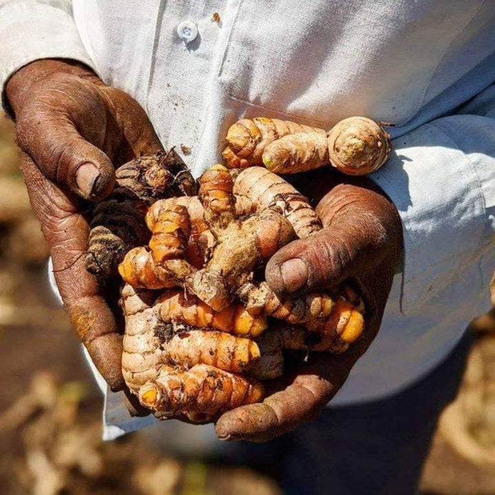 New Harvest Turmeric 1.9oz Burlap and Barrel