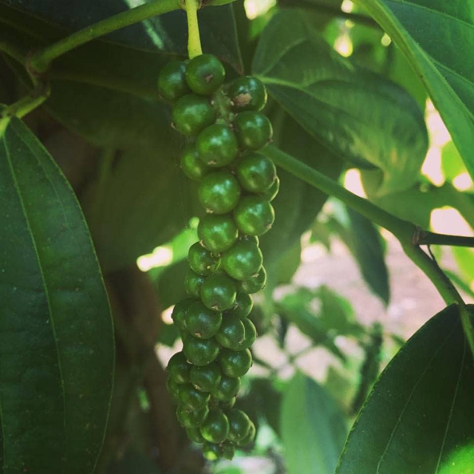Zanzibar Black Peppercorns 2.0oz  Burlap and Barrel
