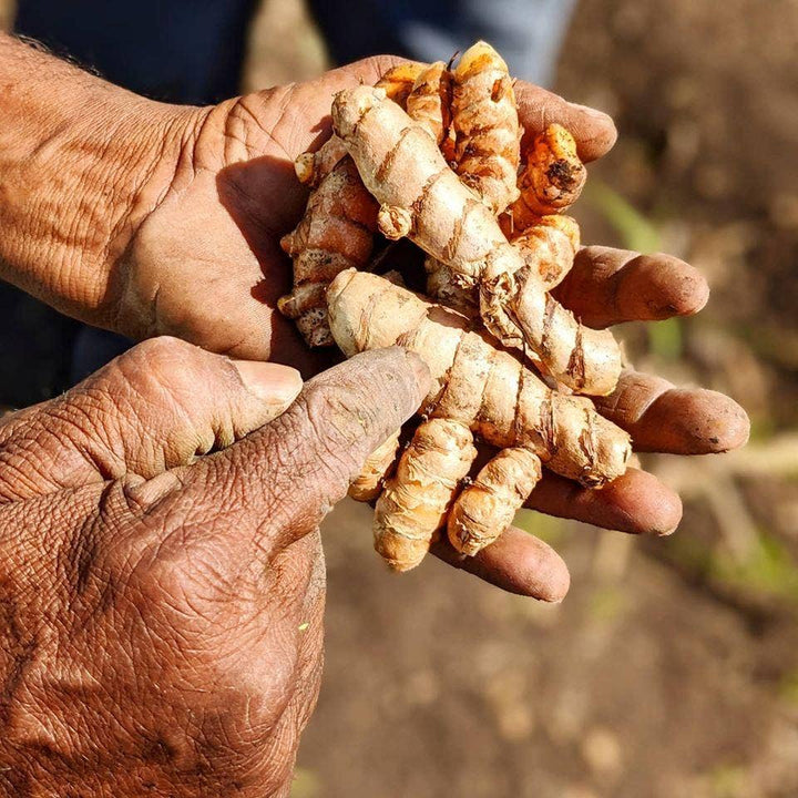 New Harvest Turmeric 1.9oz Burlap and Barrel